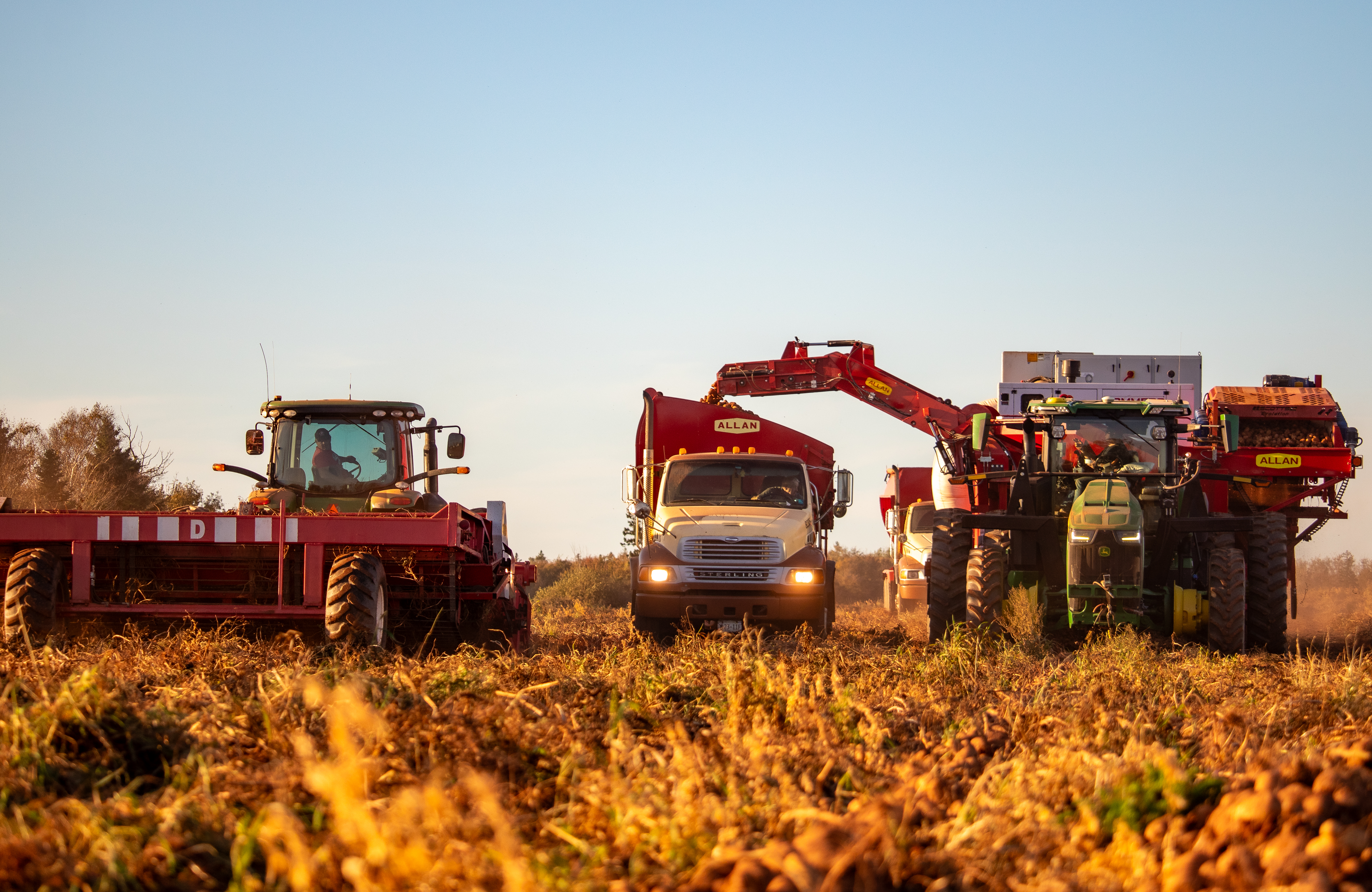 Potato harvest on PEI
